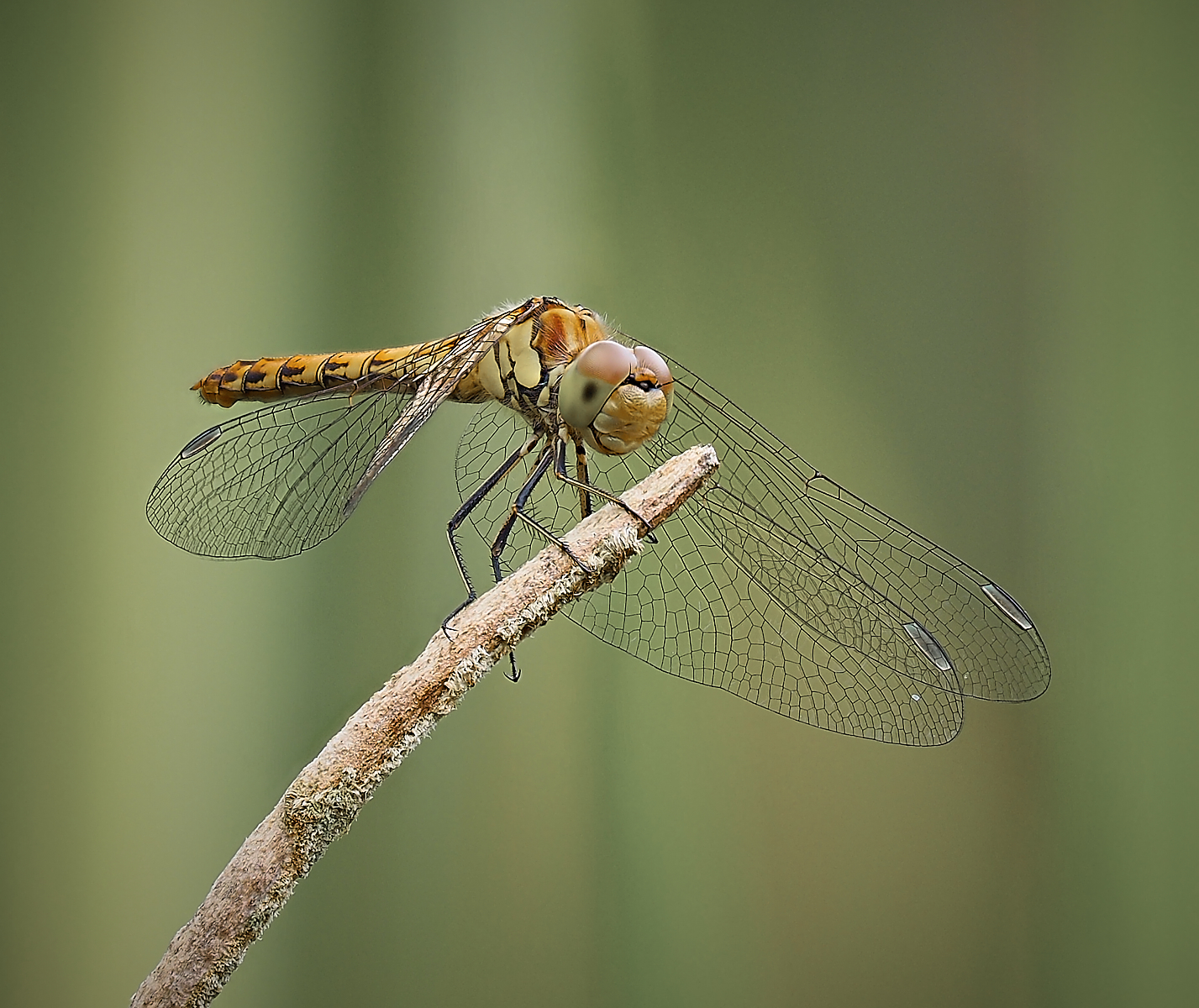 Lothian dragonfly 3